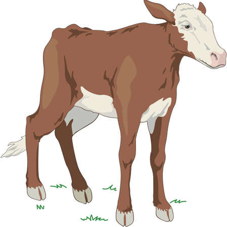 Calf illustrationのイラスト素材