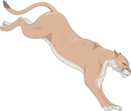 Cougar Illustrationのイラスト素材