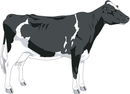 Cow Illustrationのイラスト素材
