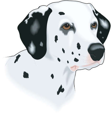 Dalmatian Illustrationのイラスト素材