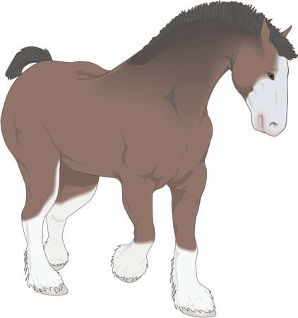 Clydesdale Illustrationのイラスト素材