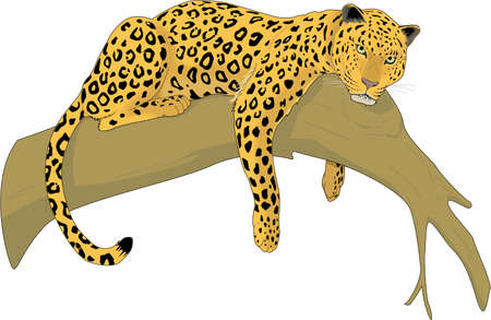 Leopard Illustration