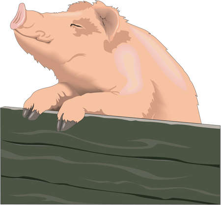 Pig Illustrationのイラスト素材