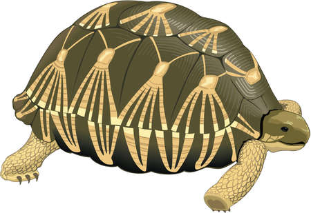 Tortoise Illustrationのイラスト素材