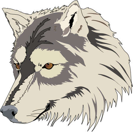 Wolf Head Illustrationのイラスト素材