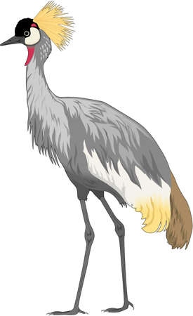 Crowned Crane Illustrationのイラスト素材