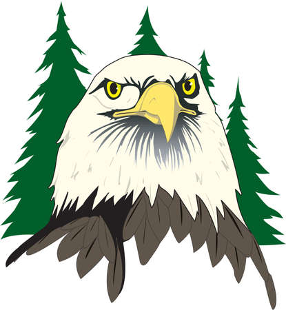 Bald Eagle Face Illustrationのイラスト素材