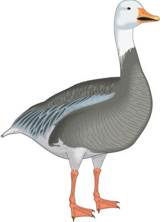 Snow Goose Illustrationのイラスト素材