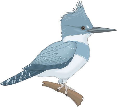 Belted Kingfisher illustration.のイラスト素材