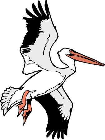 American white pelican illustration.のイラスト素材