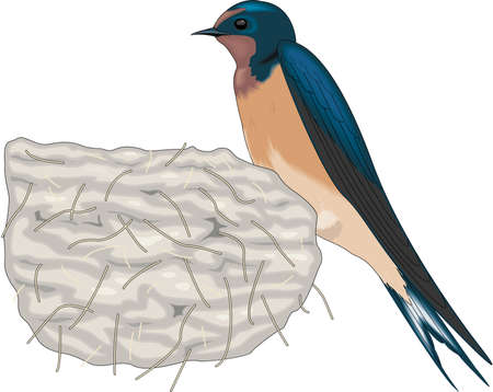 Barn Swallow Illustrationのイラスト素材