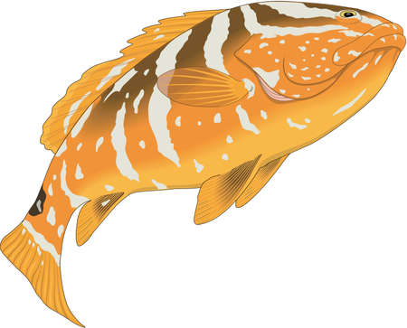 Nassau grouper illustration.のイラスト素材