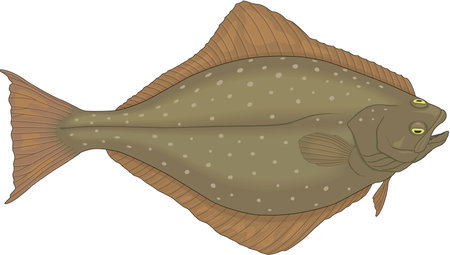 Halibut illustration.のイラスト素材