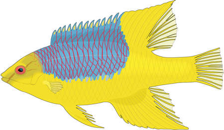 Spanish hogfish illustration.