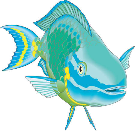 Stoplight Parrotfish Illustrationのイラスト素材