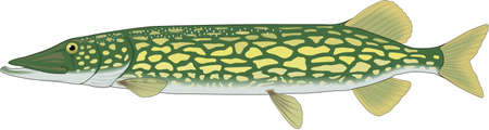 Chain Pickerel Illustrationのイラスト素材