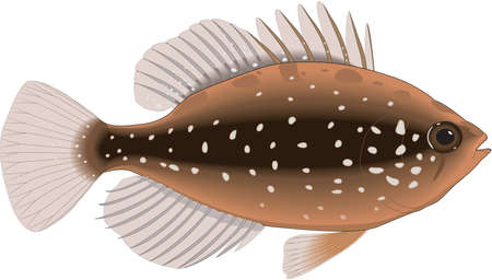 Pygmy sunfish illustration.のイラスト素材