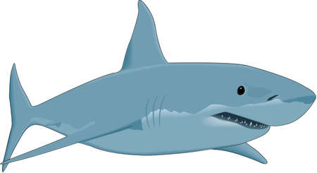 Great White Shark Illustrationのイラスト素材