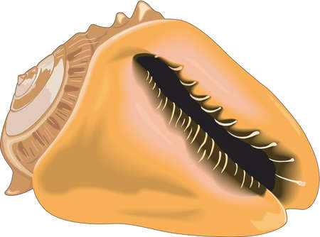 Queen Helmet Shell Illustration