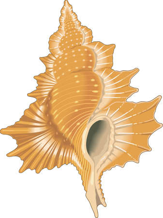 Triton Illustration
