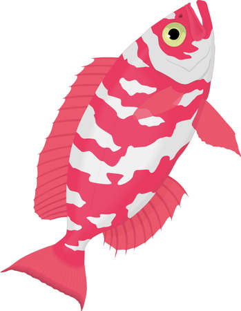 Glass Eye Snapper Illustrationのイラスト素材