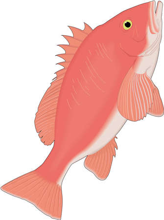 Red Snapper Illustrationのイラスト素材
