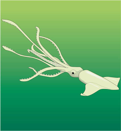 Squid Illustrationのイラスト素材