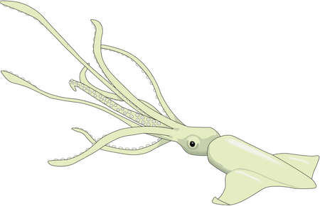 Squid Illustrationのイラスト素材