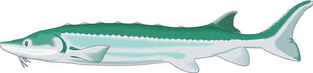 Sturgeon Illustrationのイラスト素材