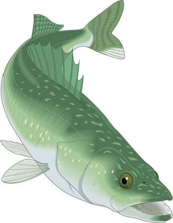 Walleye Illustrationのイラスト素材