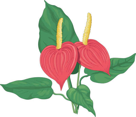 Anthurium Illustrationのイラスト素材