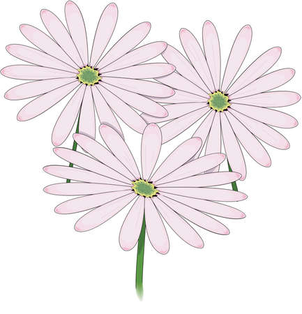 Cape Marigold Illustrationのイラスト素材