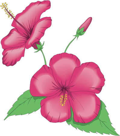 China Rose Illustrationのイラスト素材