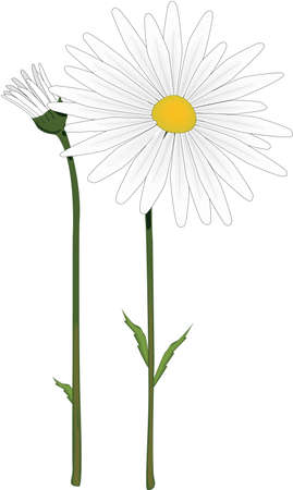 Oxeye Daisy Illustrationのイラスト素材