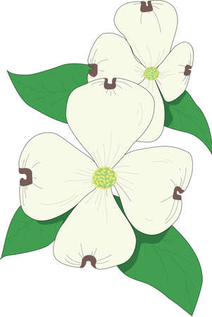 Dogwood Illustrationのイラスト素材