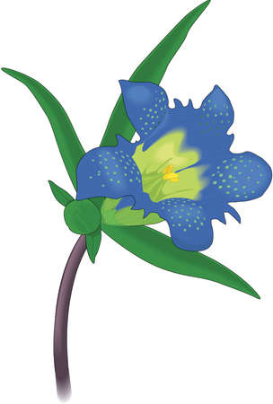 Prairie Gentian Illustrationのイラスト素材