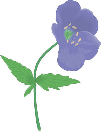 Wild Geranium Illustrationのイラスト素材