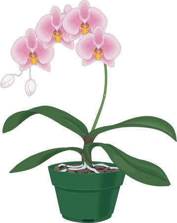 Phalinopsis Illustrationのイラスト素材