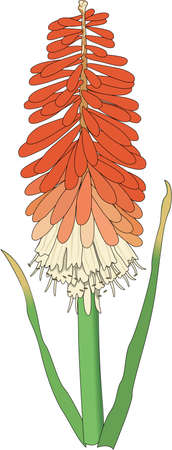 Red Hot Poker Illustrationのイラスト素材
