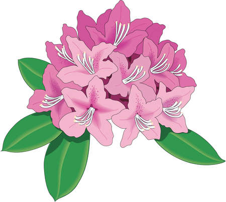 Rhododendron Royalty Free Stock Illustrations And Vectors Stocklib