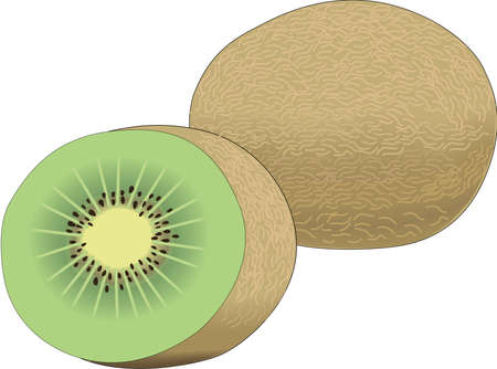 Kiwi fruit illustration.のイラスト素材