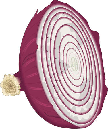 Onion Half Illustrationのイラスト素材