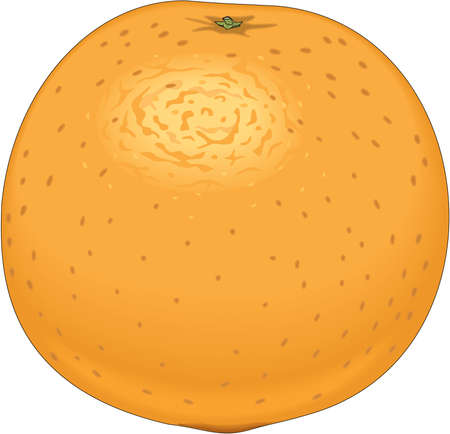 Orange Illustrationのイラスト素材