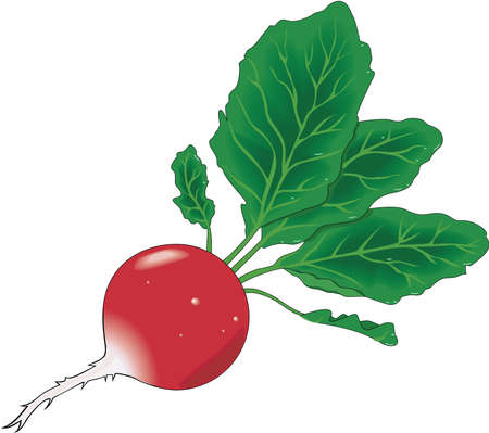 Radish Illustrationのイラスト素材