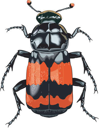 Burying Beetle Illustration