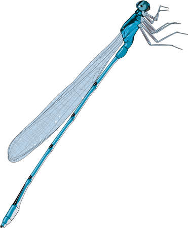Damselfly Illustrationのイラスト素材