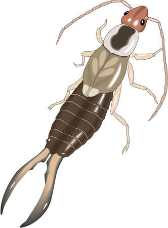 Earwig Illustrationのイラスト素材