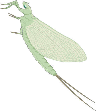 Mayfly Illustrationのイラスト素材