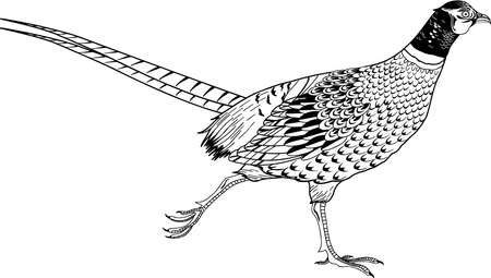 Ring Necked Pheasant illustration.のイラスト素材