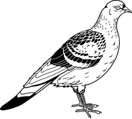 Pigeon illustration.のイラスト素材